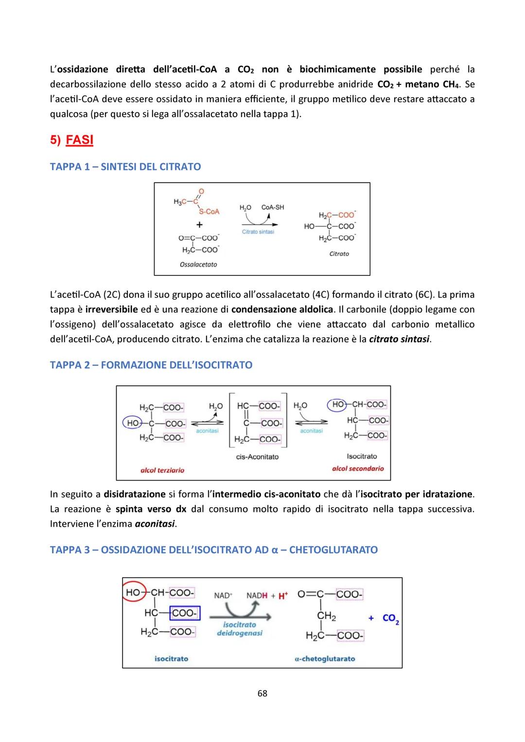 4) INTRODUZIONE
CICLO DI KREBS
Vaso
sanguigno
Esterno
della cellula
Ossigeno
Glicolisi
Glucosio-Piruvato
NADH
NADH
0
Reazione
preparatoria
C