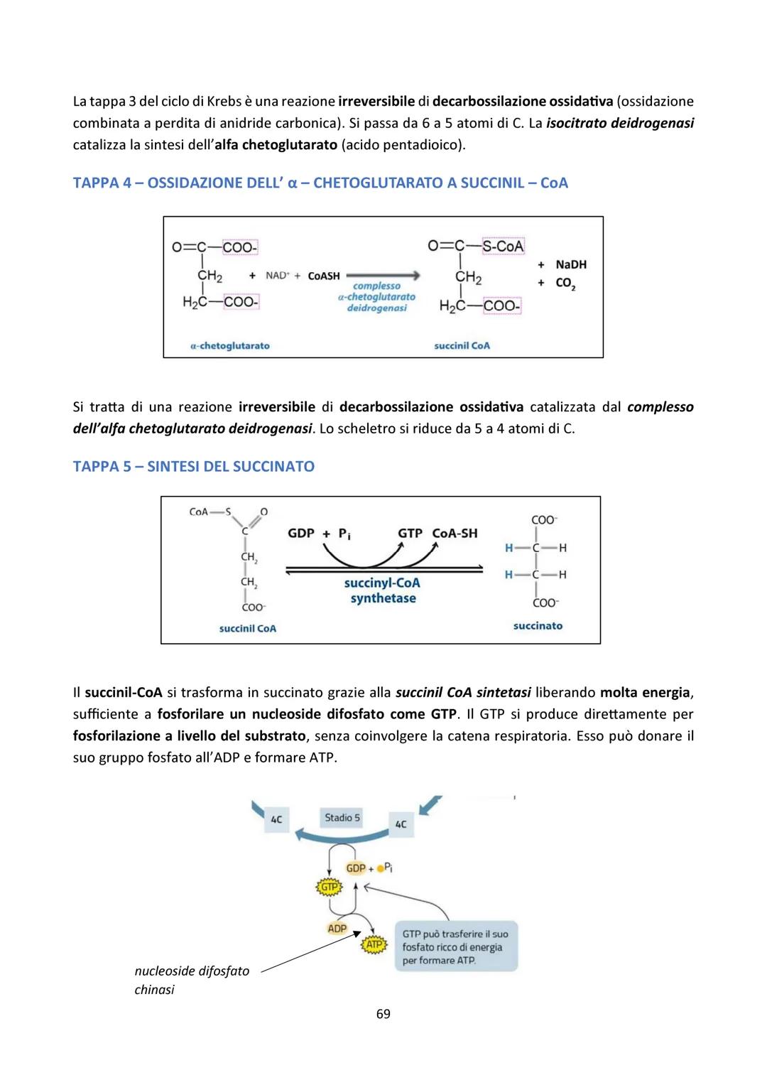 4) INTRODUZIONE
CICLO DI KREBS
Vaso
sanguigno
Esterno
della cellula
Ossigeno
Glicolisi
Glucosio-Piruvato
NADH
NADH
0
Reazione
preparatoria
C