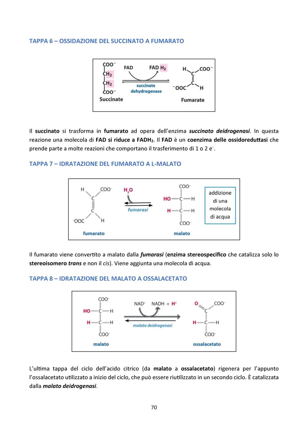 4) INTRODUZIONE
CICLO DI KREBS
Vaso
sanguigno
Esterno
della cellula
Ossigeno
Glicolisi
Glucosio-Piruvato
NADH
NADH
0
Reazione
preparatoria
C