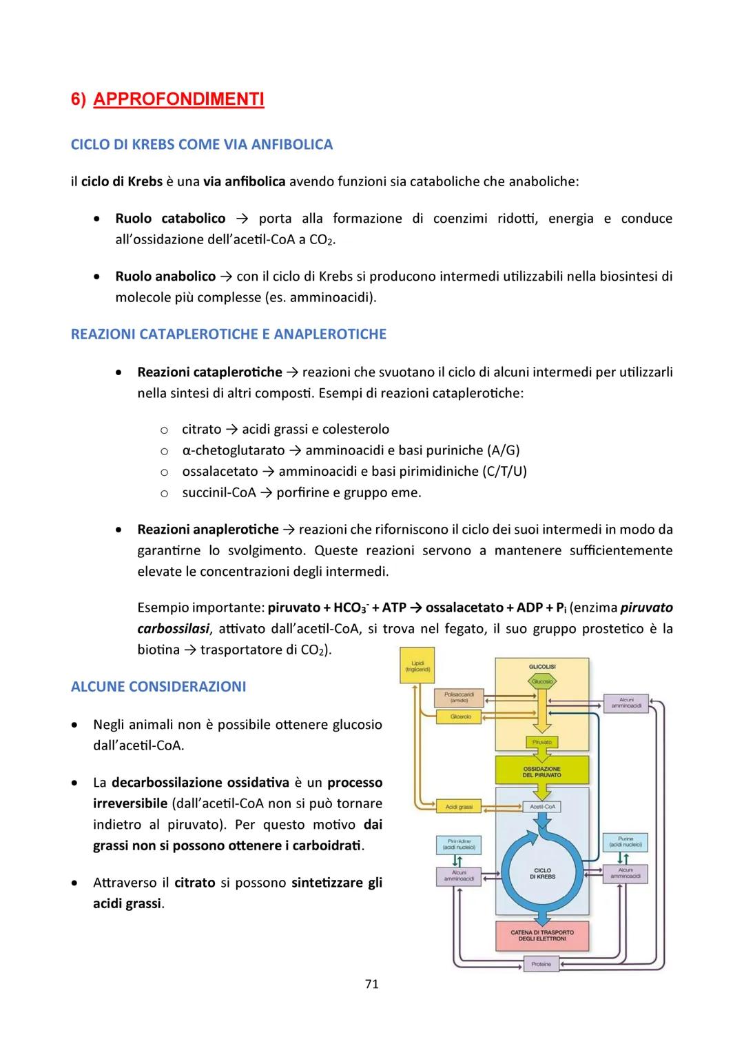 4) INTRODUZIONE
CICLO DI KREBS
Vaso
sanguigno
Esterno
della cellula
Ossigeno
Glicolisi
Glucosio-Piruvato
NADH
NADH
0
Reazione
preparatoria
C