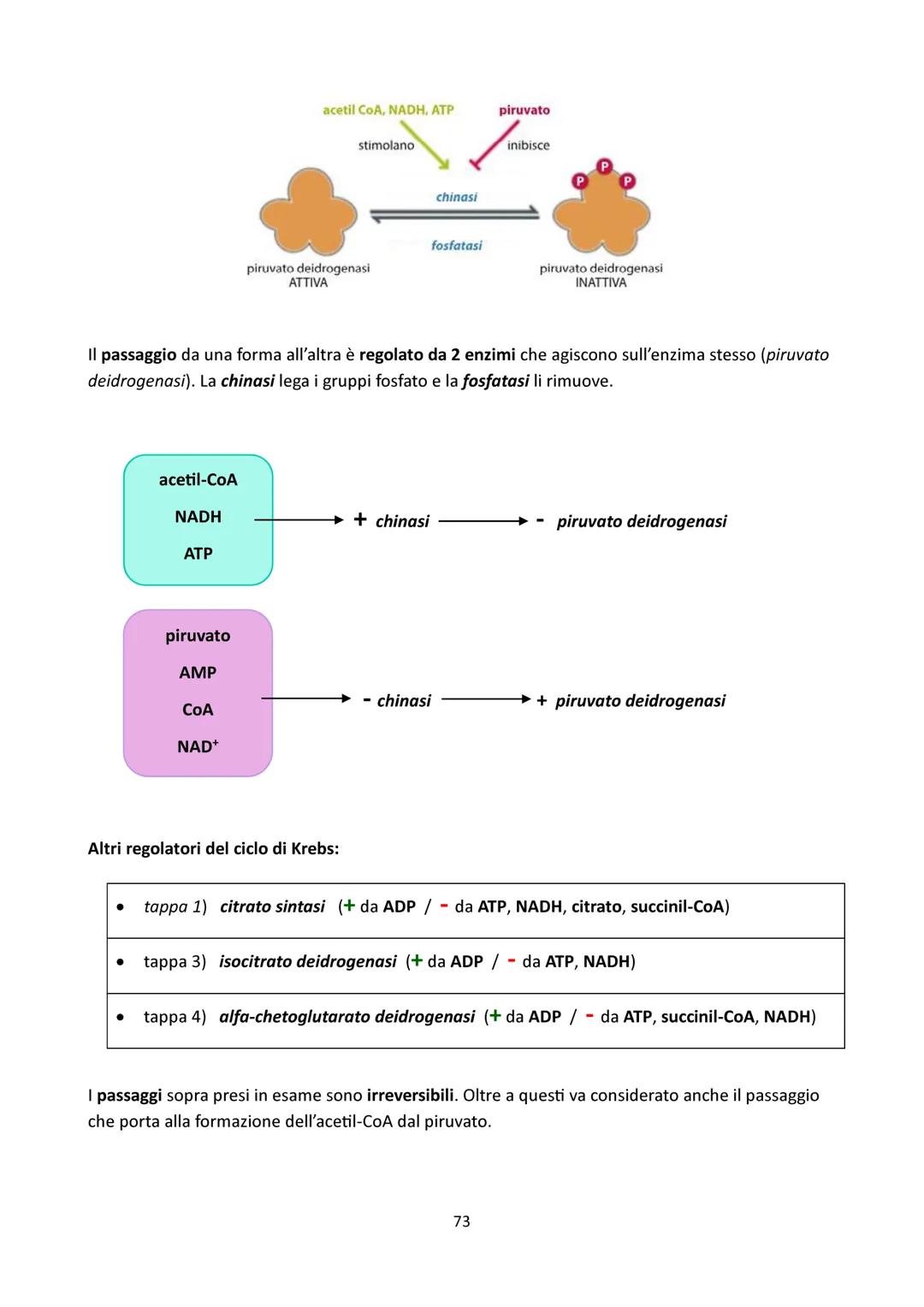 4) INTRODUZIONE
CICLO DI KREBS
Vaso
sanguigno
Esterno
della cellula
Ossigeno
Glicolisi
Glucosio-Piruvato
NADH
NADH
0
Reazione
preparatoria
C