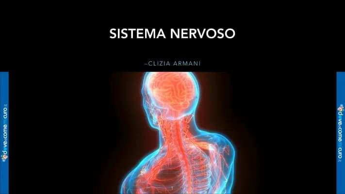 Know Sistema nervoso thumbnail