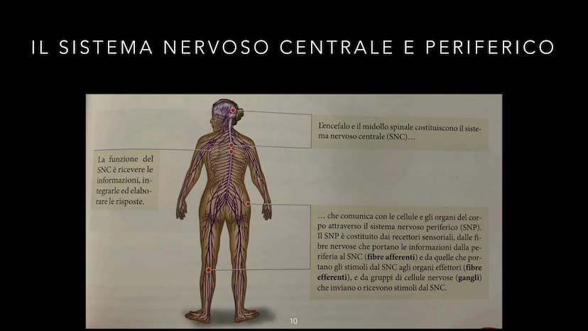 dove comemicuro.it
SISTEMA NERVOSO
-CLIZIA ARMANI
doveecomemicuro.it COS'È IL SISTEMA NERVOSO
• || sistema nervoso è l'insieme degli organi 