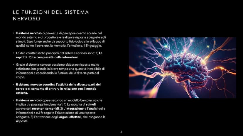 dove comemicuro.it
SISTEMA NERVOSO
-CLIZIA ARMANI
doveecomemicuro.it COS'È IL SISTEMA NERVOSO
• || sistema nervoso è l'insieme degli organi 