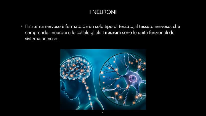 dove comemicuro.it
SISTEMA NERVOSO
-CLIZIA ARMANI
doveecomemicuro.it COS'È IL SISTEMA NERVOSO
• || sistema nervoso è l'insieme degli organi 