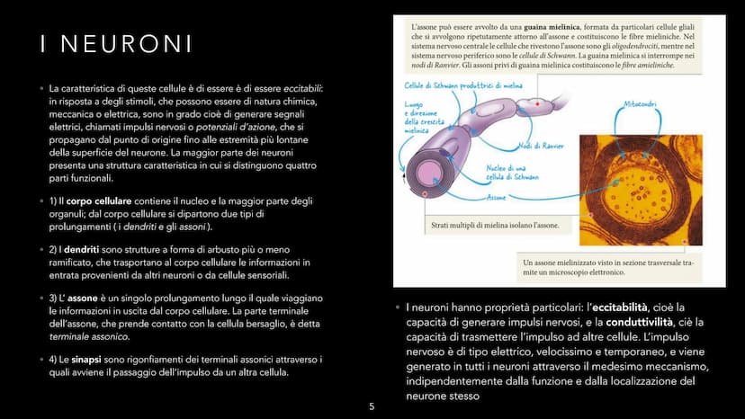 dove comemicuro.it
SISTEMA NERVOSO
-CLIZIA ARMANI
doveecomemicuro.it COS'È IL SISTEMA NERVOSO
• || sistema nervoso è l'insieme degli organi 