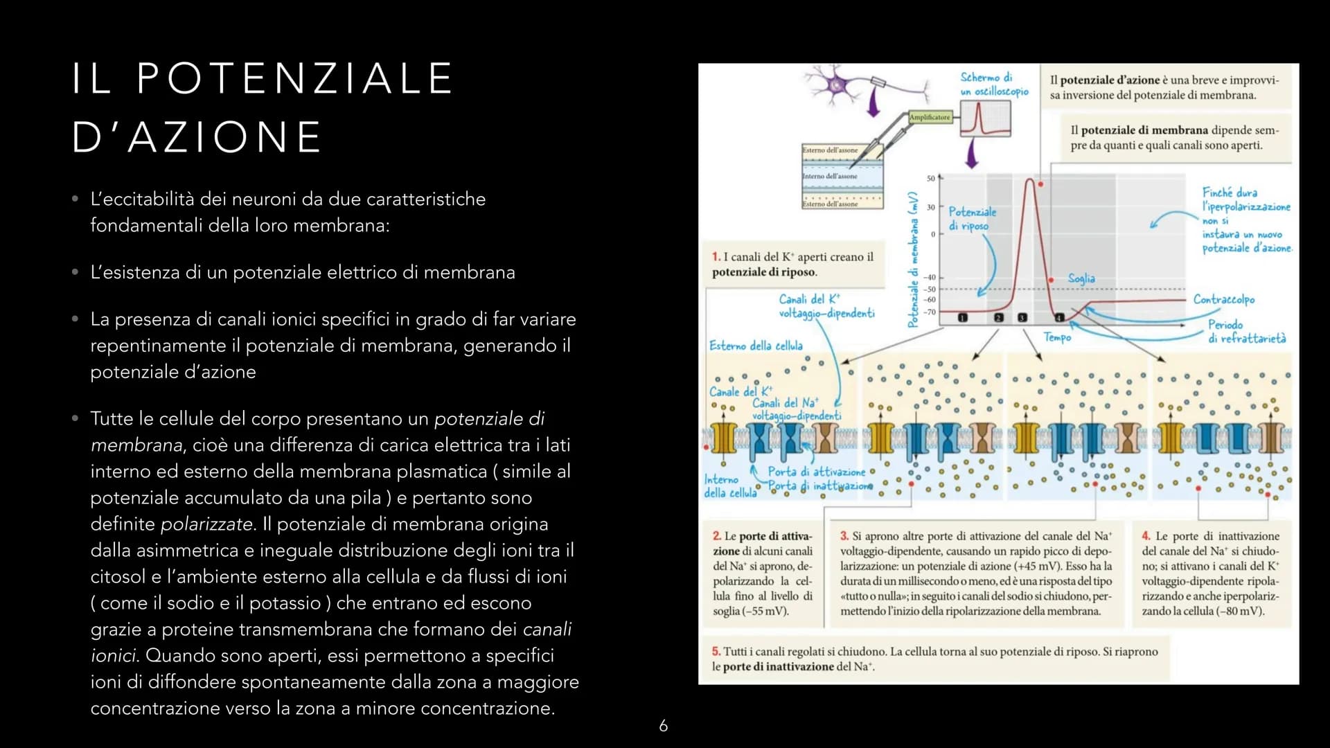 dove comemicuro.it
SISTEMA NERVOSO
-CLIZIA ARMANI
doveecomemicuro.it COS'È IL SISTEMA NERVOSO
• || sistema nervoso è l'insieme degli organi 