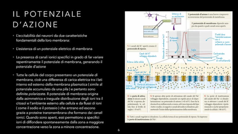 dove comemicuro.it
SISTEMA NERVOSO
-CLIZIA ARMANI
doveecomemicuro.it COS'È IL SISTEMA NERVOSO
• || sistema nervoso è l'insieme degli organi 