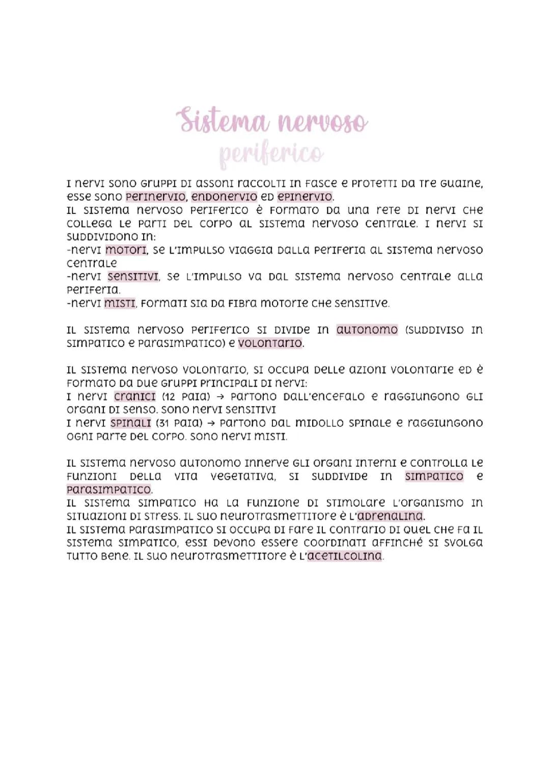 Riassunto e Schema sul Sistema Nervoso Periferico - Per Scuola Primaria e Terza Media