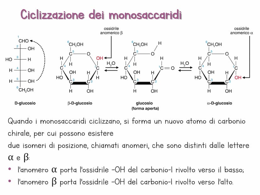 Le biomolecole
Carbohydrate
Camoebasisters
Protein
Lipid
Nucleic Acid H
Una biomolecola è un composto chimico che riveste un
ruolo important