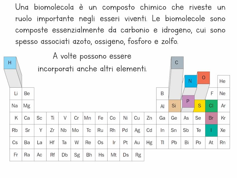 Le biomolecole
Carbohydrate
Camoebasisters
Protein
Lipid
Nucleic Acid H
Una biomolecola è un composto chimico che riveste un
ruolo important