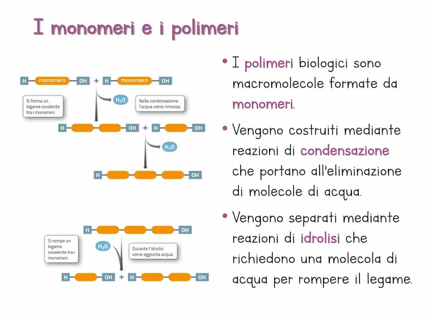 Le biomolecole
Carbohydrate
Camoebasisters
Protein
Lipid
Nucleic Acid H
Una biomolecola è un composto chimico che riveste un
ruolo important
