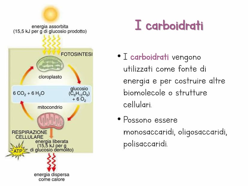 Le biomolecole
Carbohydrate
Camoebasisters
Protein
Lipid
Nucleic Acid H
Una biomolecola è un composto chimico che riveste un
ruolo important