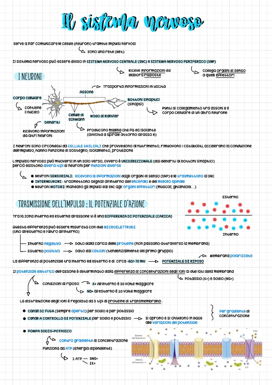 Schema del Sistema Nervoso Centrale e Periferico: Tutto quello che devi sapere