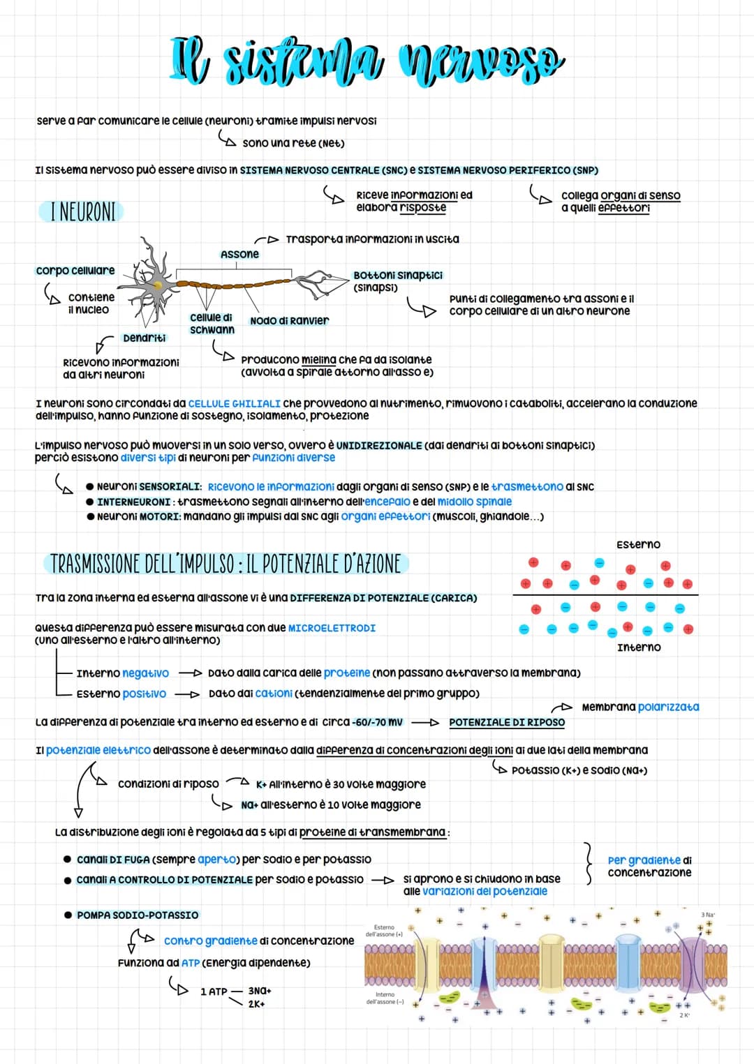 serve a par comunicare le cellule (neuroni) tramite impulsi nervosi
S
sono una rete (Net)
Il Sistema nervoso può essere diviso in SISTEMA NE