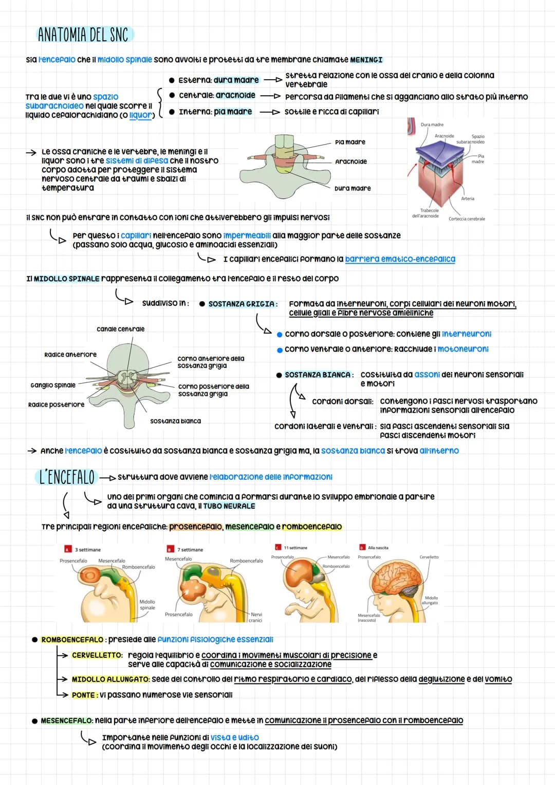 serve a par comunicare le cellule (neuroni) tramite impulsi nervosi
S
sono una rete (Net)
Il Sistema nervoso può essere diviso in SISTEMA NE