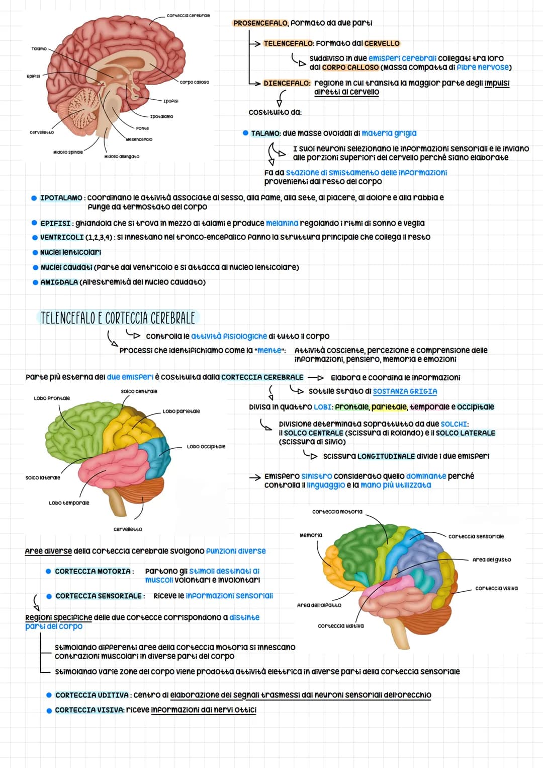 serve a par comunicare le cellule (neuroni) tramite impulsi nervosi
S
sono una rete (Net)
Il Sistema nervoso può essere diviso in SISTEMA NE