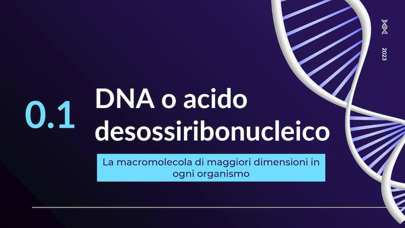 XHA
ACIDI NUCLEICI
Sofia Balzarelli, Francesco Borgese, Alexander
Borraccino, Marco Carusone - 2E
MM
2023
POERPOINT DI SCIENZE 01
02
03
TABE