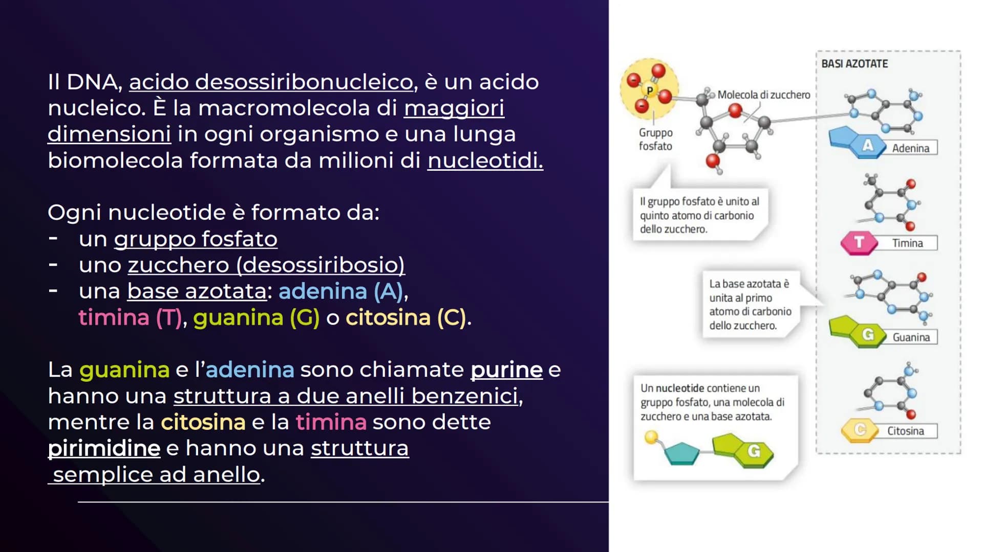 XHA
ACIDI NUCLEICI
Sofia Balzarelli, Francesco Borgese, Alexander
Borraccino, Marco Carusone - 2E
MM
2023
POERPOINT DI SCIENZE 01
02
03
TABE