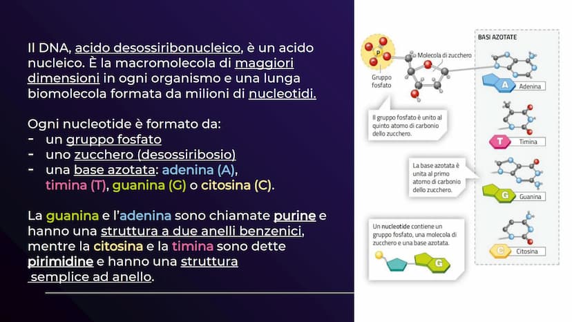 XHA
ACIDI NUCLEICI
Sofia Balzarelli, Francesco Borgese, Alexander
Borraccino, Marco Carusone - 2E
MM
2023
POERPOINT DI SCIENZE 01
02
03
TABE