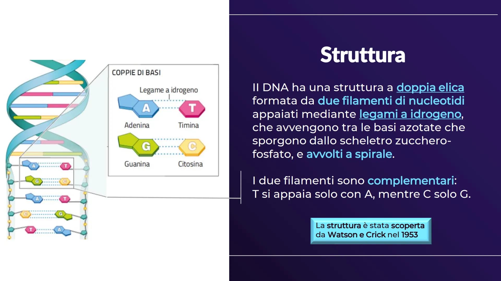 XHA
ACIDI NUCLEICI
Sofia Balzarelli, Francesco Borgese, Alexander
Borraccino, Marco Carusone - 2E
MM
2023
POERPOINT DI SCIENZE 01
02
03
TABE