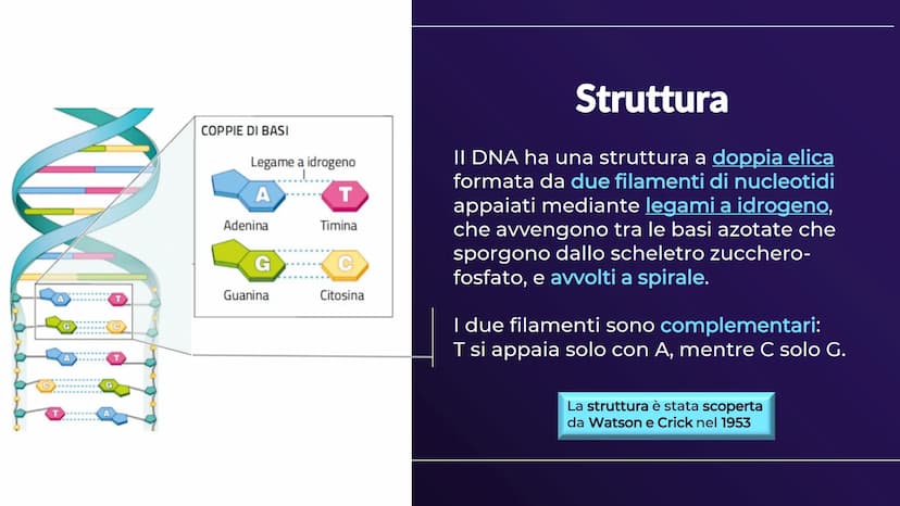 XHA
ACIDI NUCLEICI
Sofia Balzarelli, Francesco Borgese, Alexander
Borraccino, Marco Carusone - 2E
MM
2023
POERPOINT DI SCIENZE 01
02
03
TABE