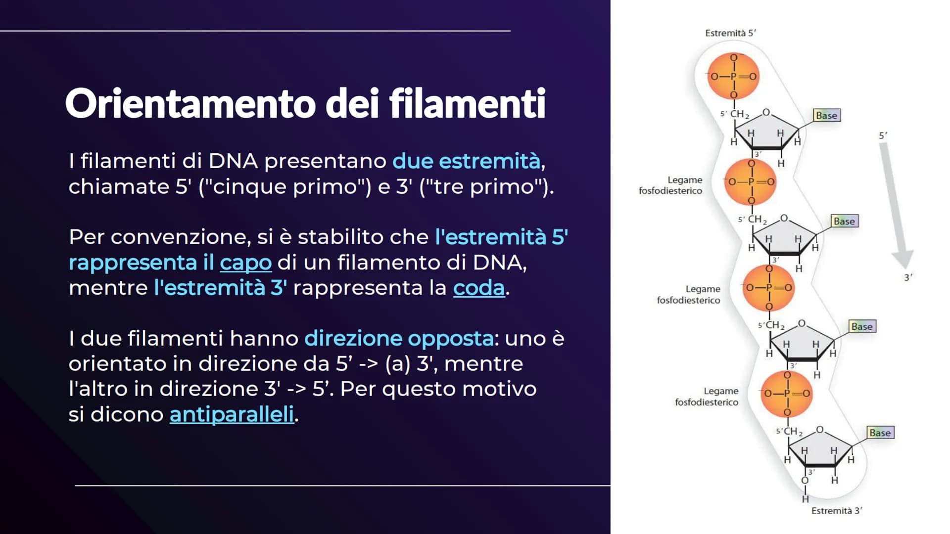 XHA
ACIDI NUCLEICI
Sofia Balzarelli, Francesco Borgese, Alexander
Borraccino, Marco Carusone - 2E
MM
2023
POERPOINT DI SCIENZE 01
02
03
TABE
