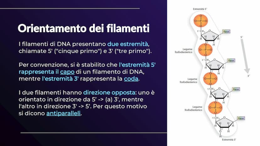 XHA
ACIDI NUCLEICI
Sofia Balzarelli, Francesco Borgese, Alexander
Borraccino, Marco Carusone - 2E
MM
2023
POERPOINT DI SCIENZE 01
02
03
TABE