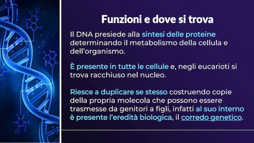 XHA
ACIDI NUCLEICI
Sofia Balzarelli, Francesco Borgese, Alexander
Borraccino, Marco Carusone - 2E
MM
2023
POERPOINT DI SCIENZE 01
02
03
TABE
