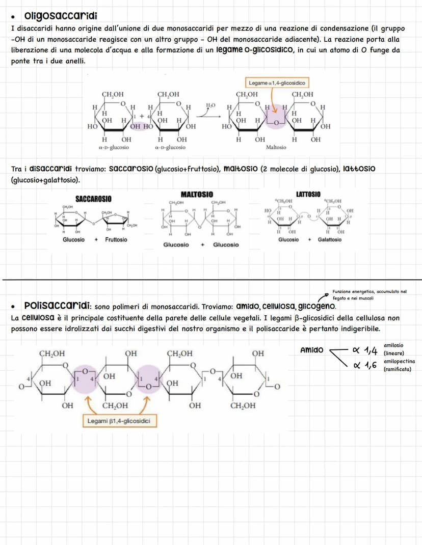 LE BIOMOLECOLE
Le macromolecole o biomolecole sono polimeri formati da due o più monomeri uniti da legami chimici.
Esse si dividono in: carb