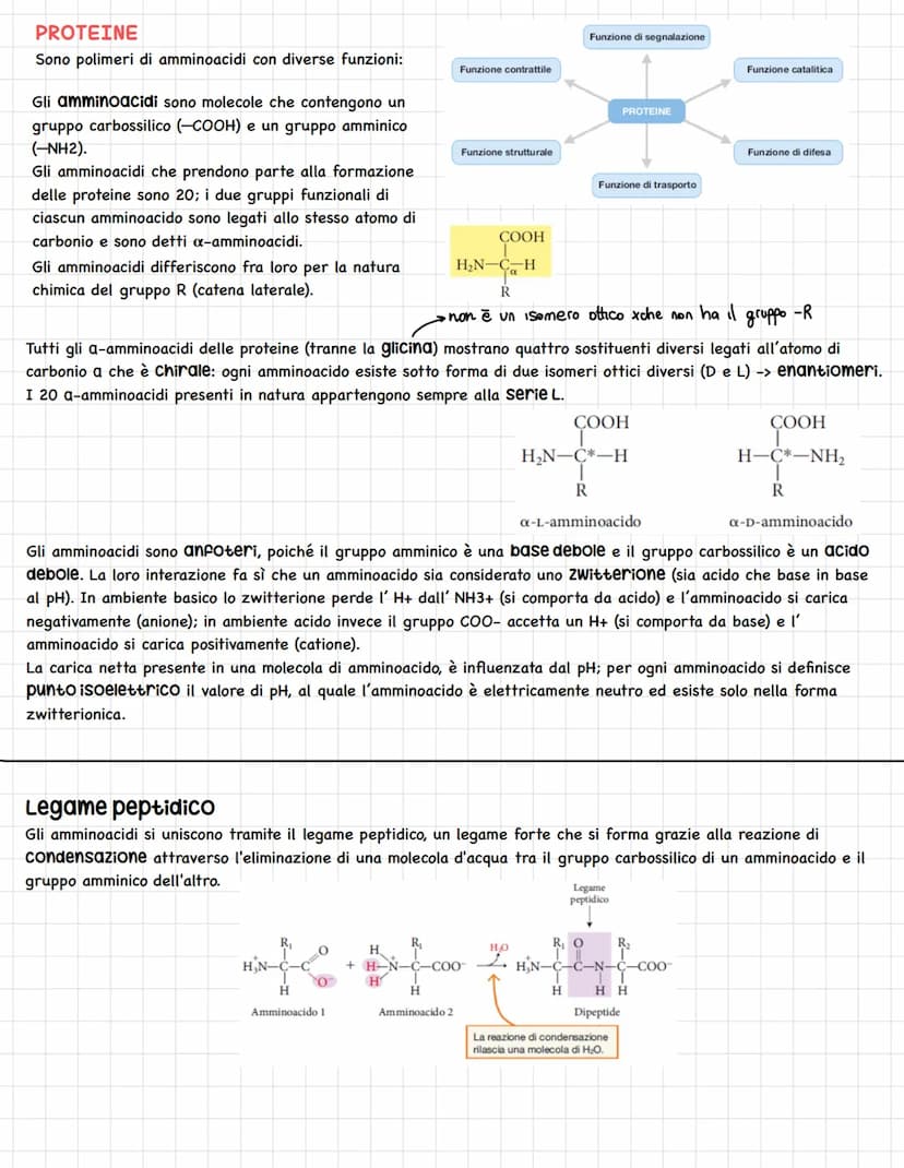 LE BIOMOLECOLE
Le macromolecole o biomolecole sono polimeri formati da due o più monomeri uniti da legami chimici.
Esse si dividono in: carb