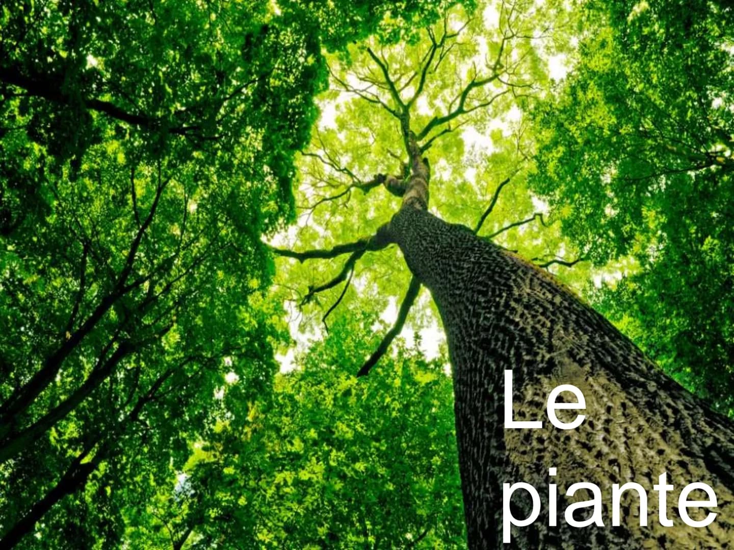 Le
piante Indice
1. Classificare le piante
2. La riproduzione delle angiosperme
3. Radici, fusto, foglie
4. La vita delle piante Classificar