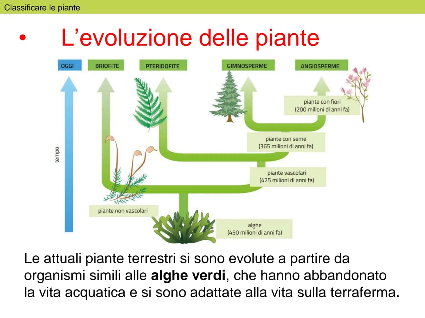 Le
piante Indice
1. Classificare le piante
2. La riproduzione delle angiosperme
3. Radici, fusto, foglie
4. La vita delle piante Classificar