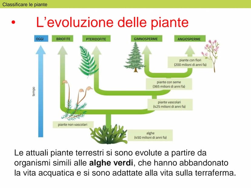 Le
piante Indice
1. Classificare le piante
2. La riproduzione delle angiosperme
3. Radici, fusto, foglie
4. La vita delle piante Classificar