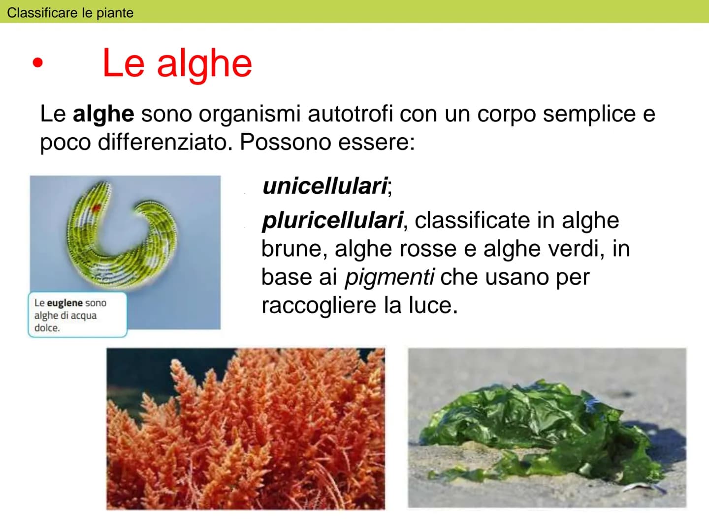 Le
piante Indice
1. Classificare le piante
2. La riproduzione delle angiosperme
3. Radici, fusto, foglie
4. La vita delle piante Classificar