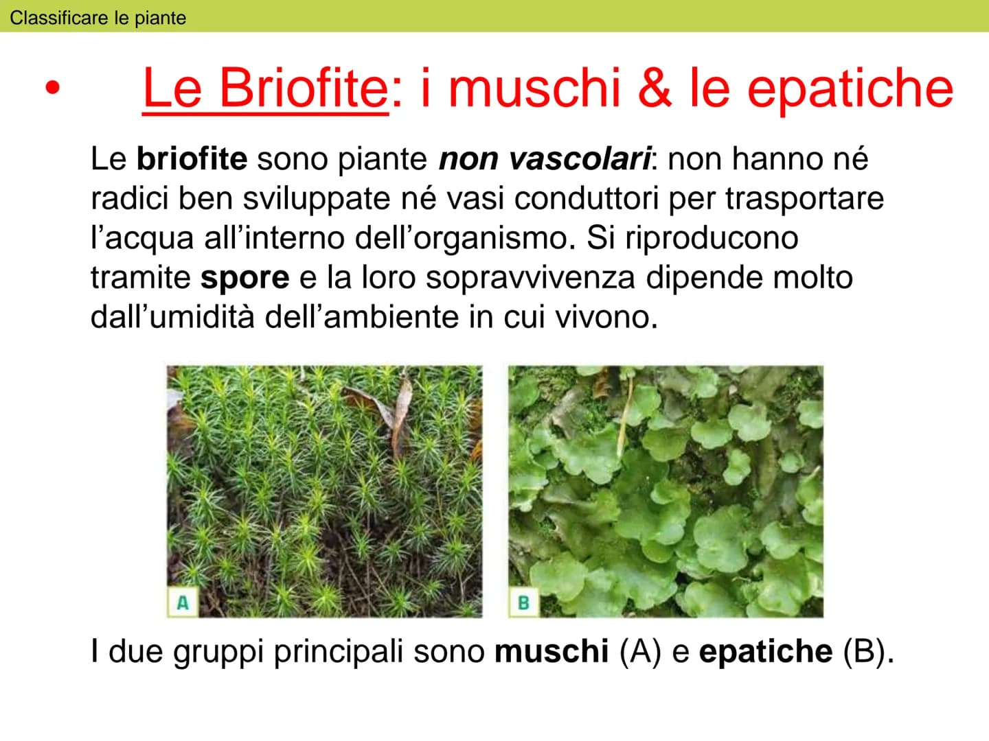 Le
piante Indice
1. Classificare le piante
2. La riproduzione delle angiosperme
3. Radici, fusto, foglie
4. La vita delle piante Classificar