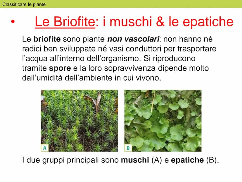 Le
piante Indice
1. Classificare le piante
2. La riproduzione delle angiosperme
3. Radici, fusto, foglie
4. La vita delle piante Classificar