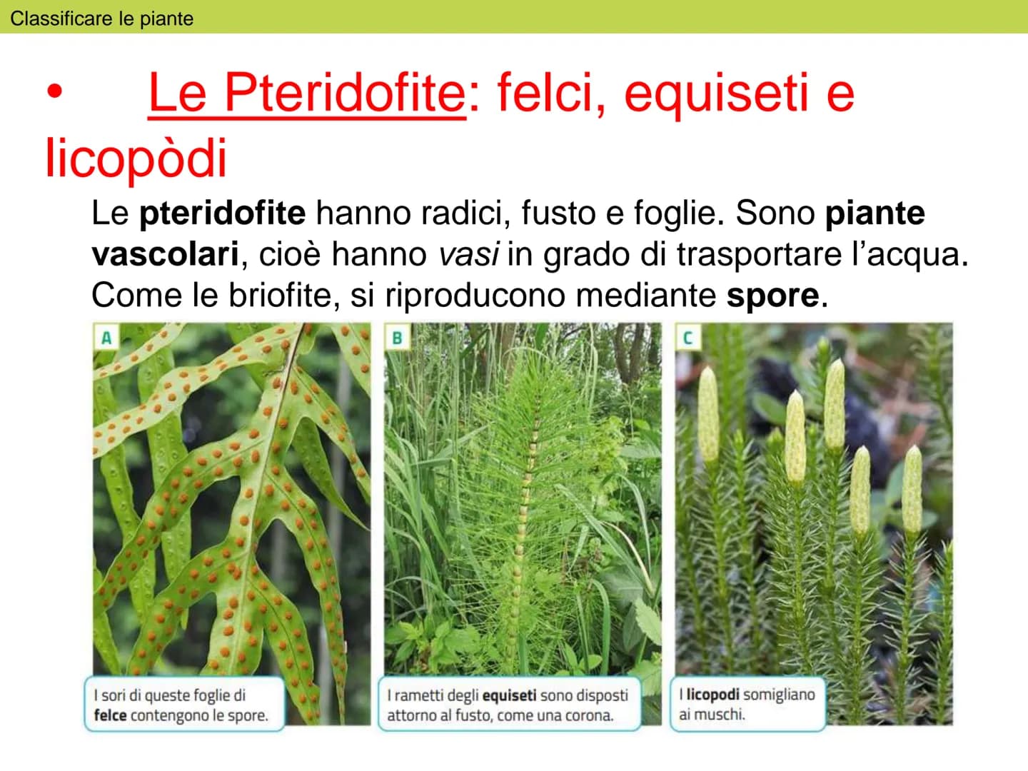Le
piante Indice
1. Classificare le piante
2. La riproduzione delle angiosperme
3. Radici, fusto, foglie
4. La vita delle piante Classificar