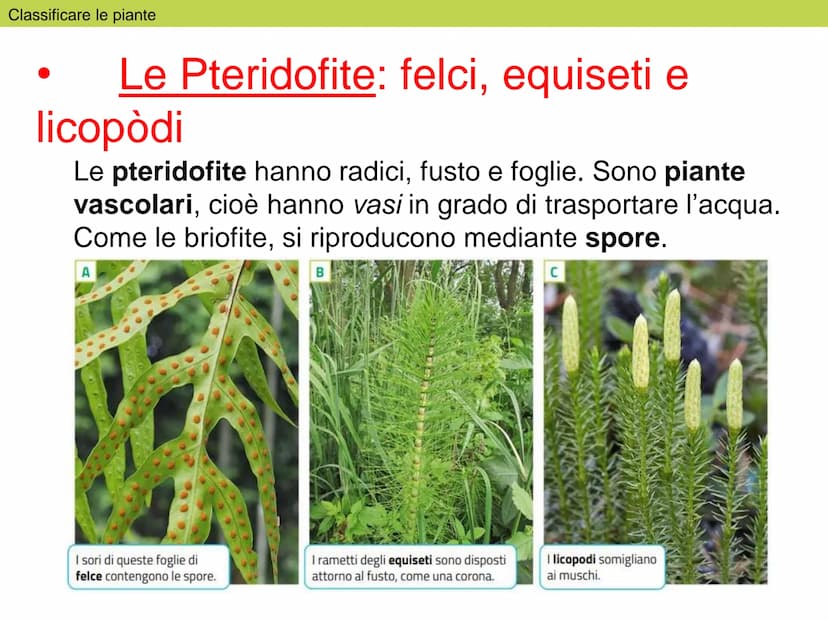 Le
piante Indice
1. Classificare le piante
2. La riproduzione delle angiosperme
3. Radici, fusto, foglie
4. La vita delle piante Classificar