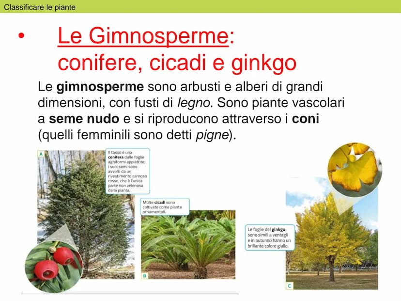 Le
piante Indice
1. Classificare le piante
2. La riproduzione delle angiosperme
3. Radici, fusto, foglie
4. La vita delle piante Classificar