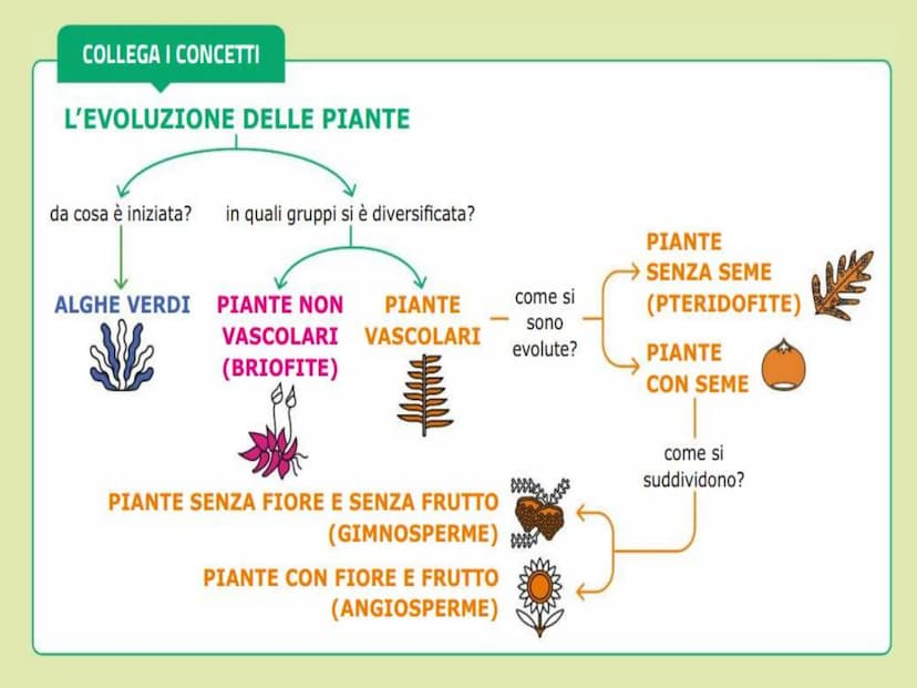 Le
piante Indice
1. Classificare le piante
2. La riproduzione delle angiosperme
3. Radici, fusto, foglie
4. La vita delle piante Classificar