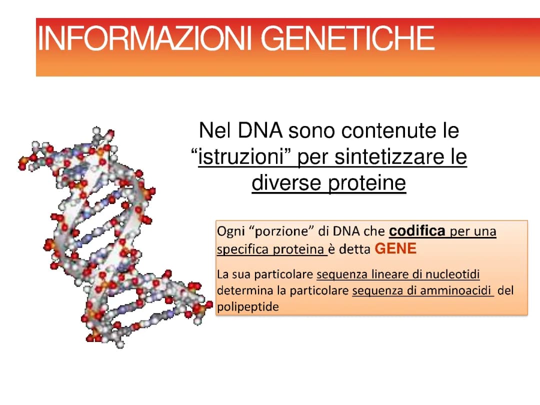 La sintesi proteica 