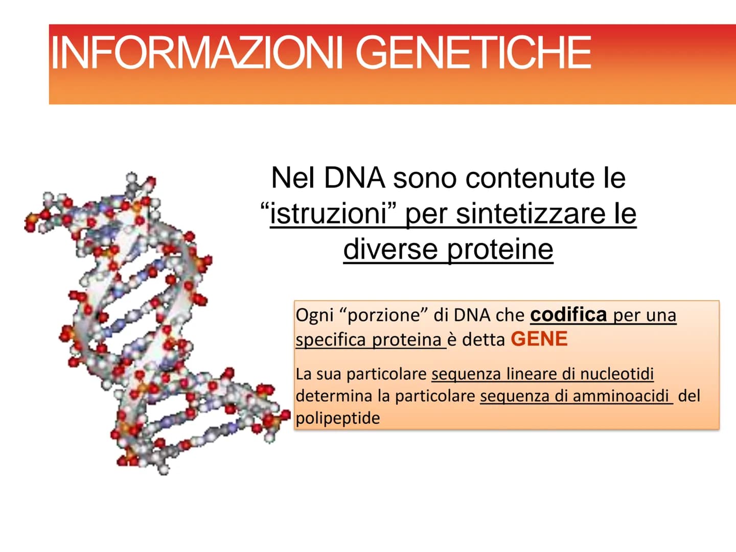INFORMAZIONI GENETICHE
Nel DNA sono contenute le
"istruzioni" per sintetizzare le
diverse proteine
Ogni "porzione" di DNA che codifica per u