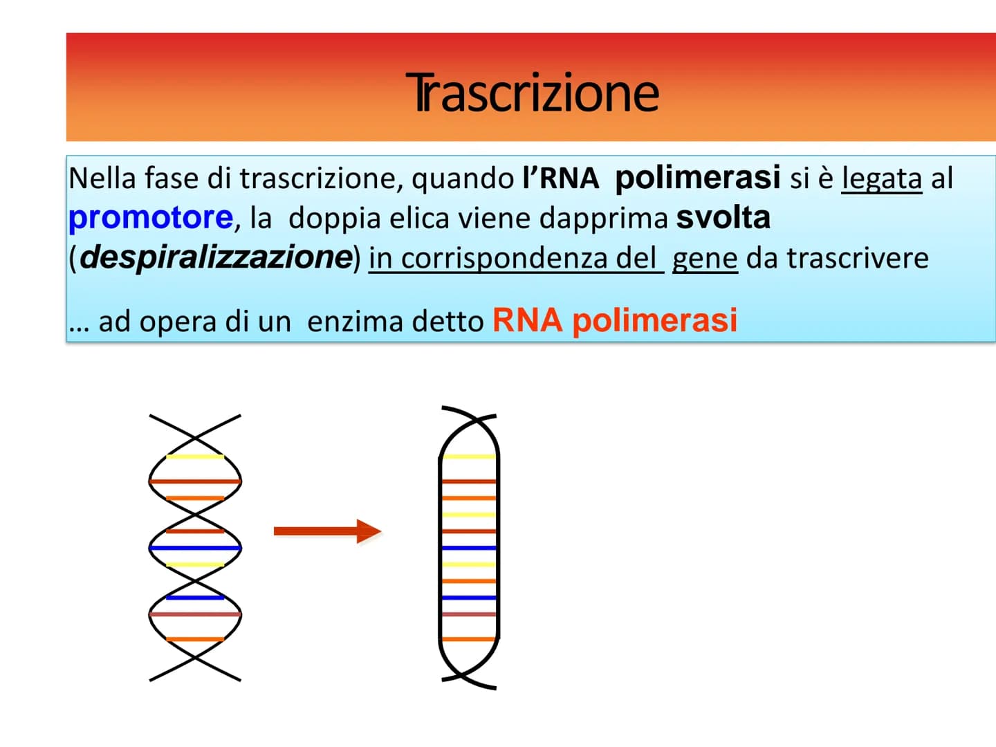 INFORMAZIONI GENETICHE
Nel DNA sono contenute le
"istruzioni" per sintetizzare le
diverse proteine
Ogni "porzione" di DNA che codifica per u