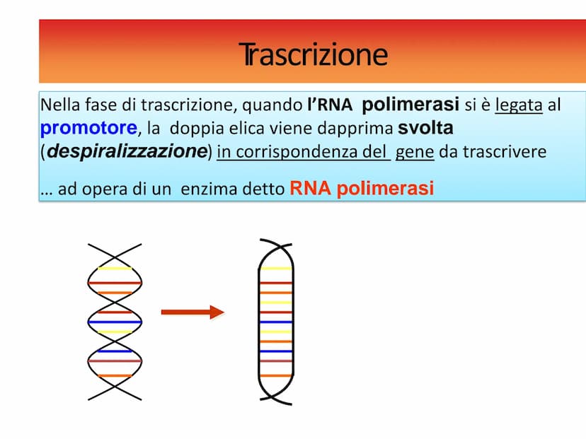 INFORMAZIONI GENETICHE
Nel DNA sono contenute le
"istruzioni" per sintetizzare le
diverse proteine
Ogni "porzione" di DNA che codifica per u