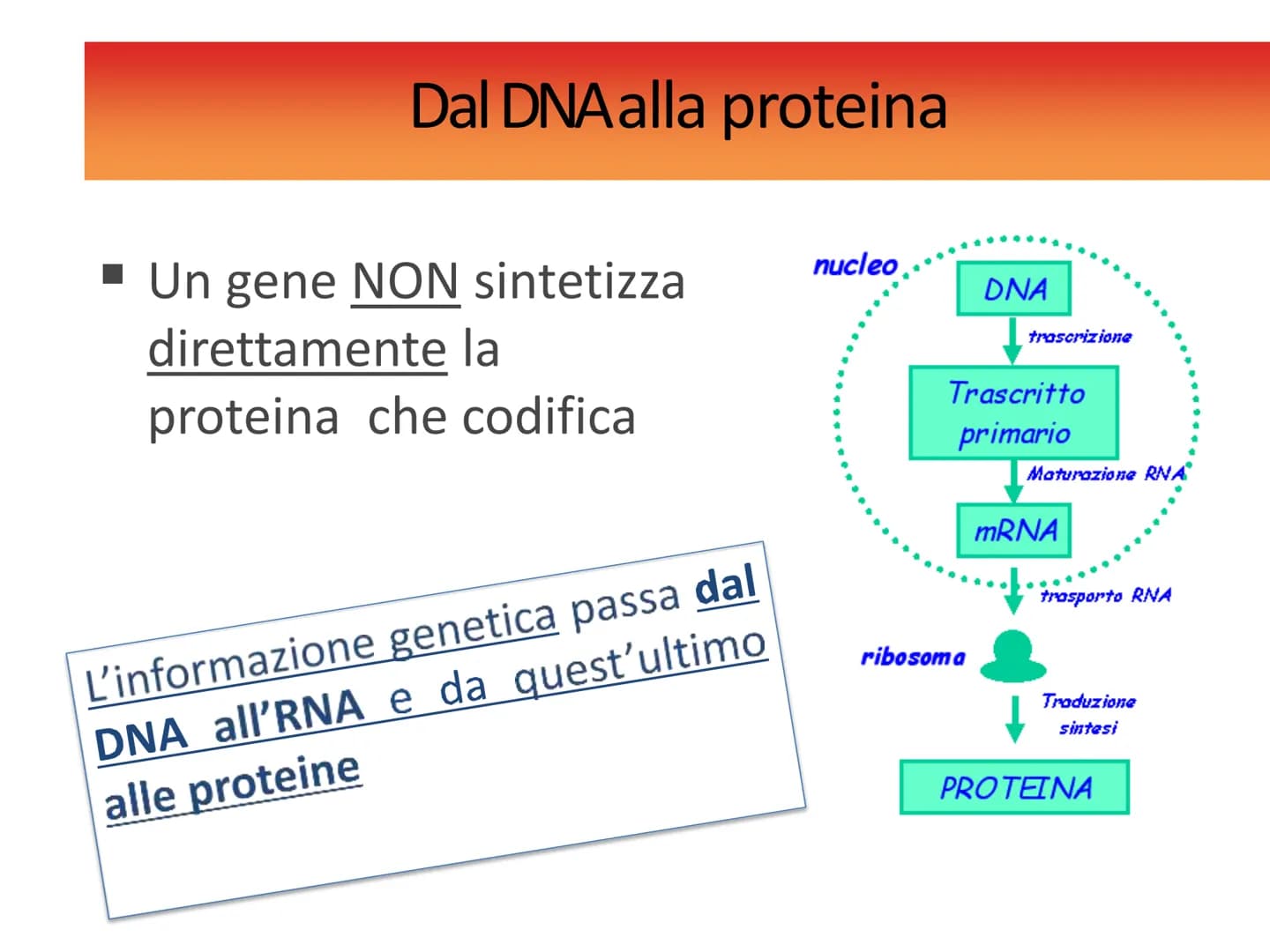 INFORMAZIONI GENETICHE
Nel DNA sono contenute le
"istruzioni" per sintetizzare le
diverse proteine
Ogni "porzione" di DNA che codifica per u