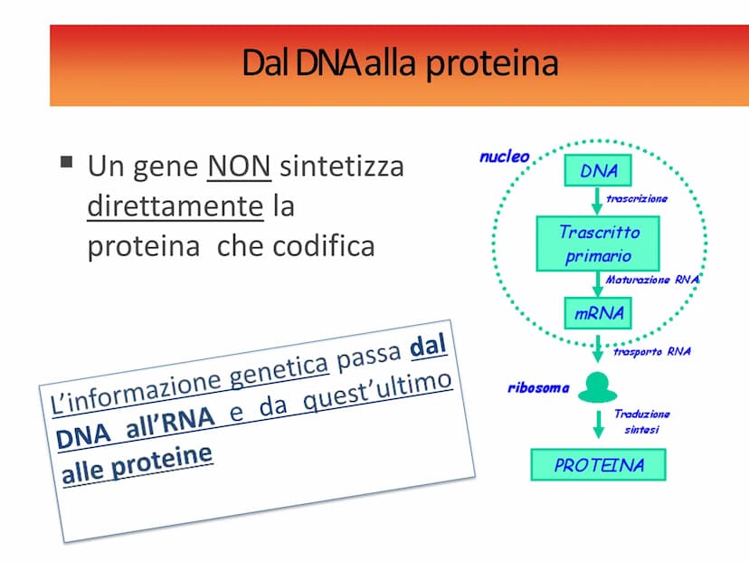 INFORMAZIONI GENETICHE
Nel DNA sono contenute le
"istruzioni" per sintetizzare le
diverse proteine
Ogni "porzione" di DNA che codifica per u
