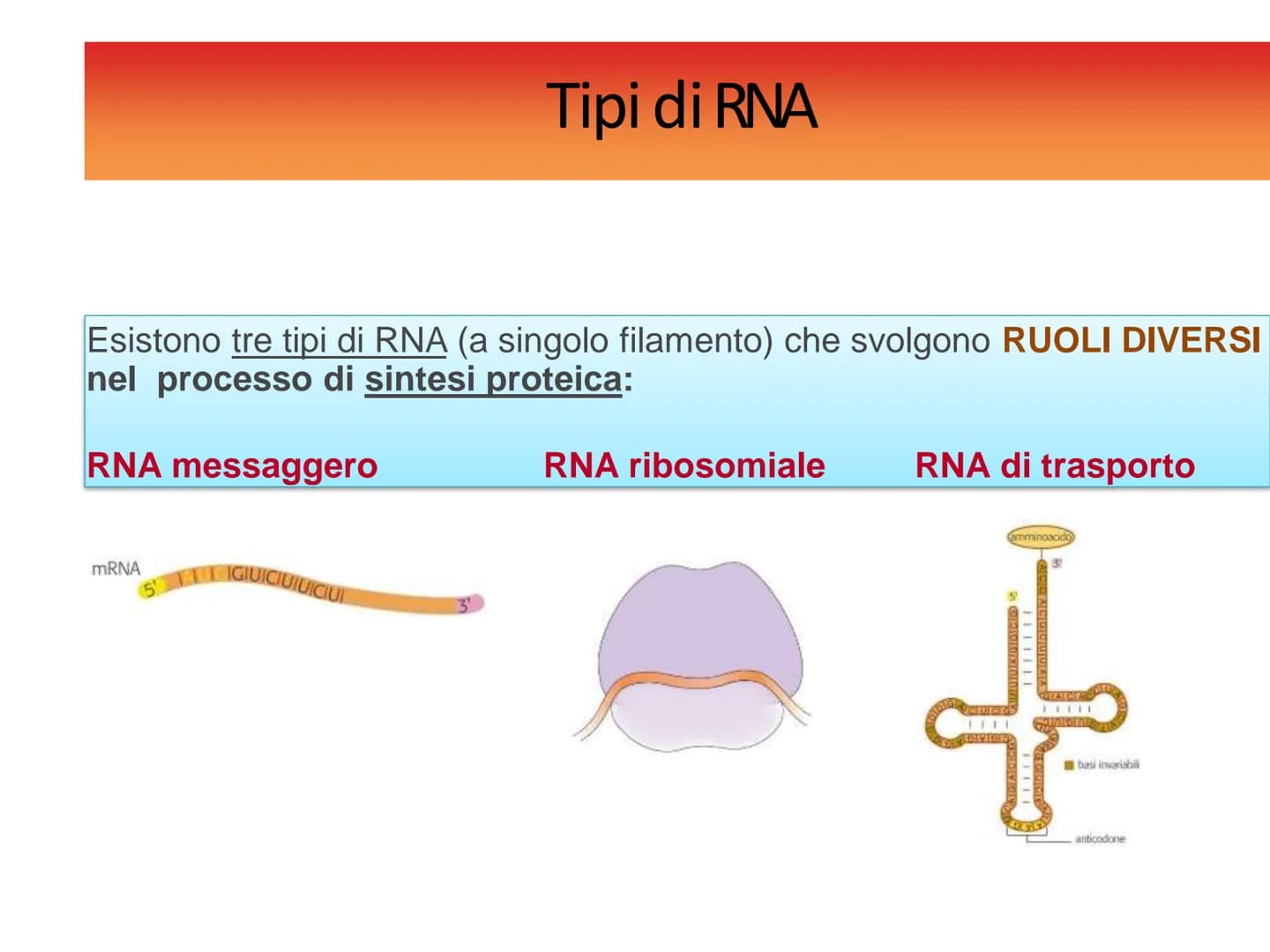 INFORMAZIONI GENETICHE
Nel DNA sono contenute le
"istruzioni" per sintetizzare le
diverse proteine
Ogni "porzione" di DNA che codifica per u