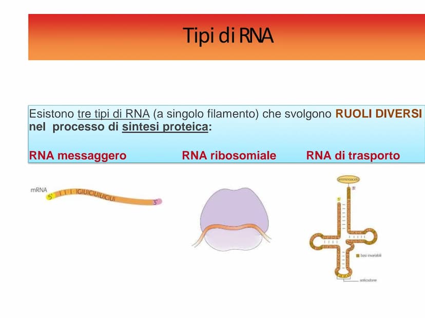 INFORMAZIONI GENETICHE
Nel DNA sono contenute le
"istruzioni" per sintetizzare le
diverse proteine
Ogni "porzione" di DNA che codifica per u
