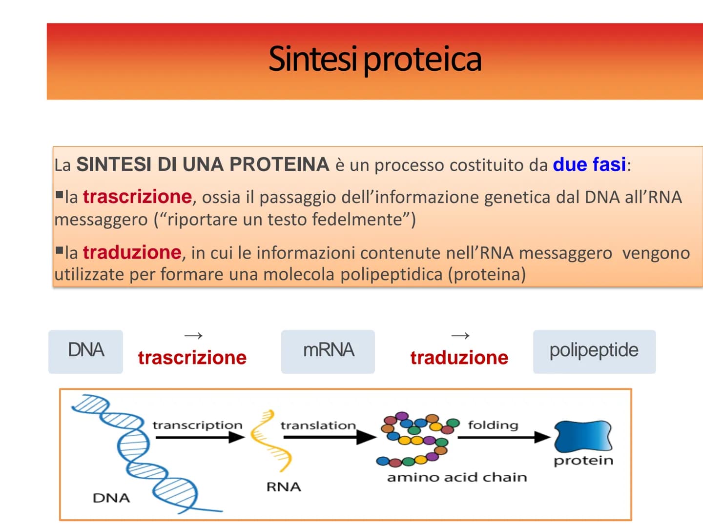INFORMAZIONI GENETICHE
Nel DNA sono contenute le
"istruzioni" per sintetizzare le
diverse proteine
Ogni "porzione" di DNA che codifica per u